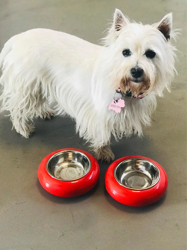 Imagen 4 de 5 de Comedero Perros /gatos Ruedita Plato Desmontable