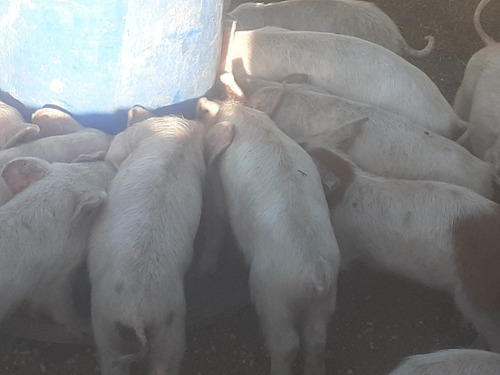 Imagen 3 de 3 de Lechones A Ración, Maíz Y Leche