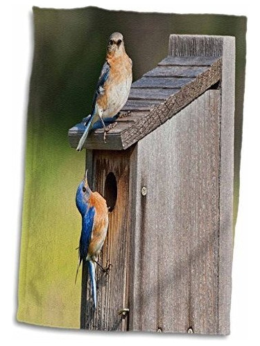 3d Rose Eastern Bluebird-texas Hill Country-usa-us44 Ldi0