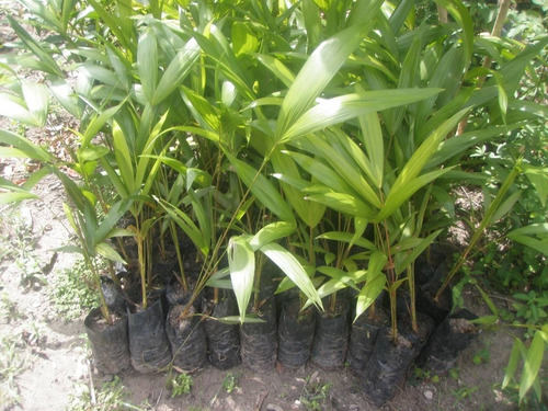 Muda De Açai Grande (1 M)