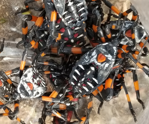 Cocopaches - Xamues - Tantarría Asada 1 L Opal Prehispánicos