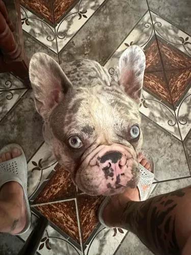 Servicio De Stud (monta) Bulldog Francés