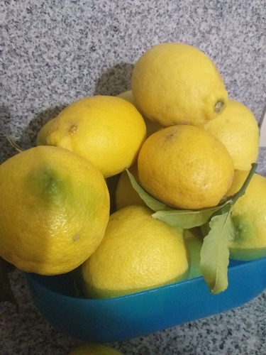 Limones Organicos Sin Pesticidas ,directos De La Planta!