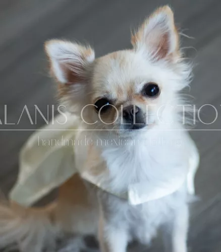 Vestido Perrita Chihuahua O Razas Pequeñas