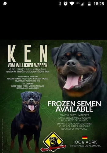 Imagen 3 de 9 de Cachorros Rottweiler Con Pedigree Kcu