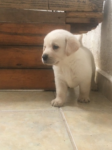 Cachorros Labrador - Hembra Amarilla  Disponible