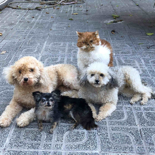 Imagen 2 de 7 de Servicio De Taxidermia Para Mascotas!!!