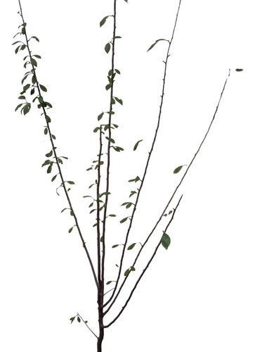 Árbol Ciruelo Injertado Gota Rocio De Miel De Oro Gotita