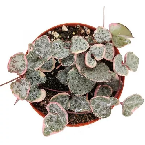 Planta Coração Emaranhado Variegata Ceropegia Woodii Rara