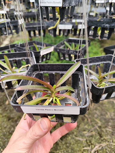 Orquídea Vanda Laranja - Muda