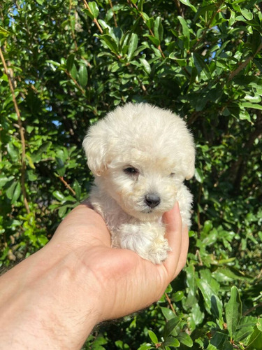 Poodle Toy Bebes 