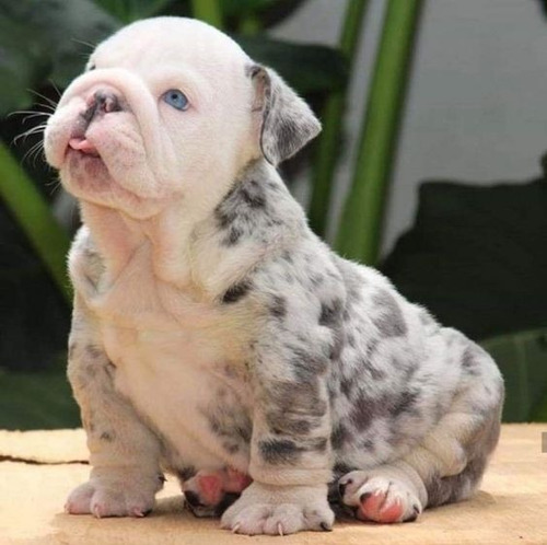 Cachorros Bulldog Ingles Perrito Bull Dog Puppy Cachorrito