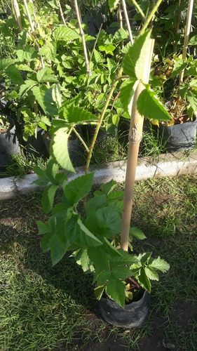 Planta De Frambuesa Adulta - Excelente -vivero Hab. X Senasa