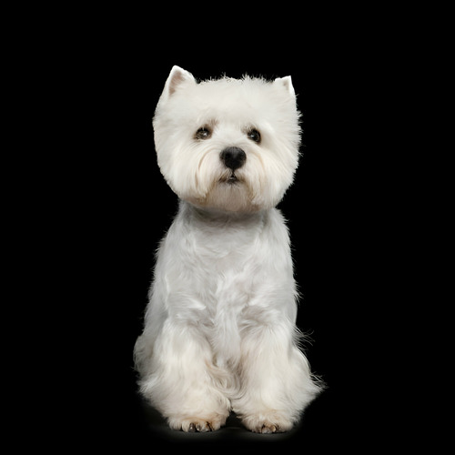 Perros West Highland White Terrier Westie Cachorros Puppy