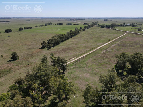 Campo Mixto En Venta De 228 Has Sobre Ruta 29 -en Brandsen