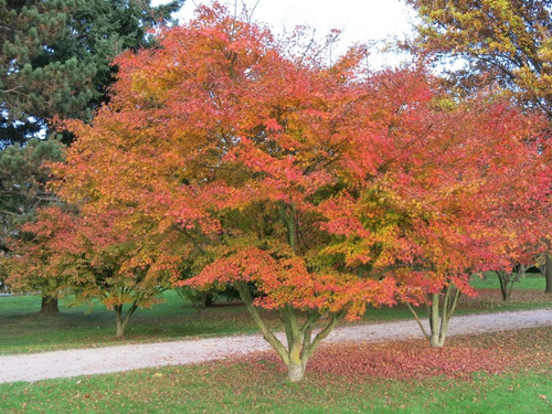 Arbol Acer Palmatum, Arce Japonés 2mts 30lts