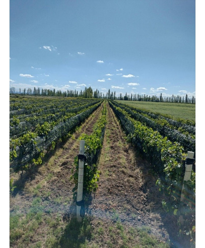 Vendo Finca De 20 Hectareas A Tranquera Cerrada San Rafael