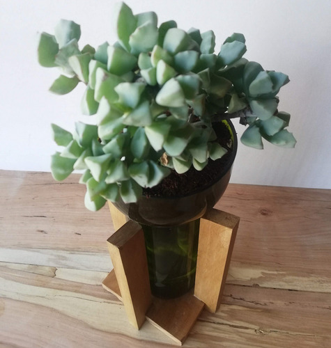 Suculenta Little Plant 24 Con Soporte, Maceta Autorregante