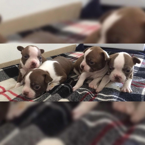 Boston Terrier Ryb Nyb