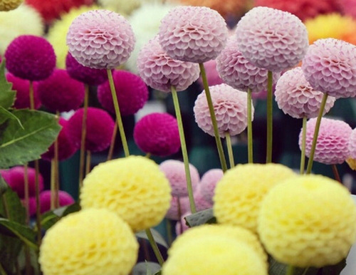 200 Semillas De Dahlia Pom Pom Mix Multicolor