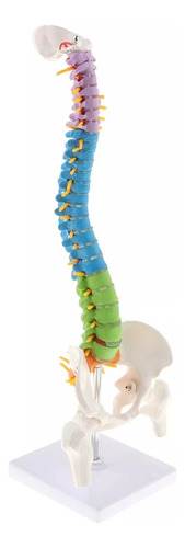 Modelo De Columna Vertebral Humana Flexible De 45 Cm