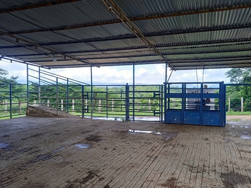 Imagen 16 de 25 de Finca Venta Lara Acarigua En Venta (gamelotal) De 251 Hectareas