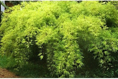 Muda De Bambuzinho-de-jardim Bambusa Textilis Gracilis
