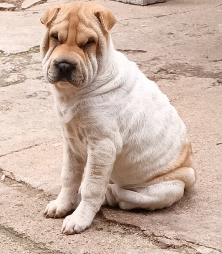 Cachorros Sharpei