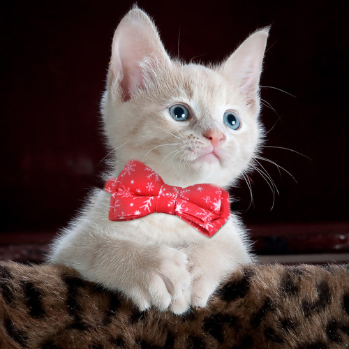 Collares Para Mascotas Y Gatos, Correa De Cuello Ajustable P
