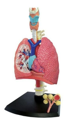 Sistema Respiratório/pulmão - 4d Master
