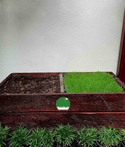 Semillas Césped Rye Grass Anual - Ideal Para Jardín Parques