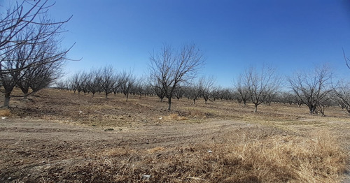 Terreno Con Nogales En Venta En San Pedro De Las Colonias, Coahuila