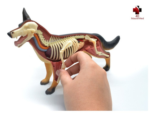 Imagem 2 de 8 de Anatomia Do Cavalo, Cachorro E Celula Animal 4d Master