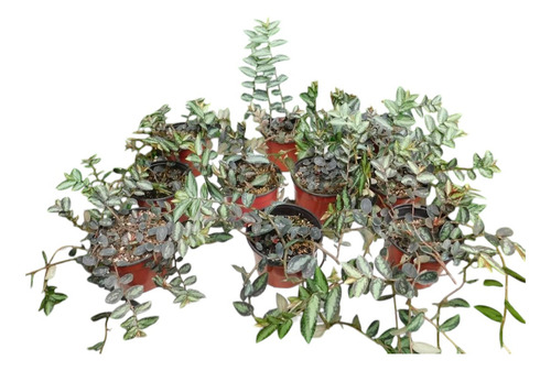 Pellionia Daveauana Begonia Rastrera