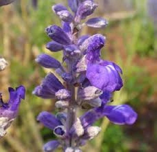 Salvia Farinácea Azul Vitória- 300mg Sementes Para Plantio