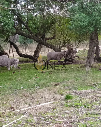 Oportunidad Chacra De 3 Ha En Venta En San Bautista