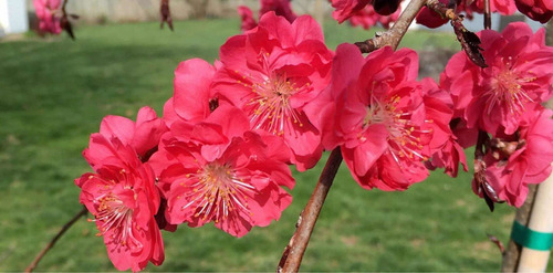 Cerezo Japonés Llorón Rosa. !!! Wooow Que Belleza !!!+regalo