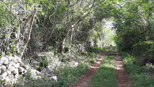 Imagen 4 de 5 de Terreno En Venta En Yaxcopoil