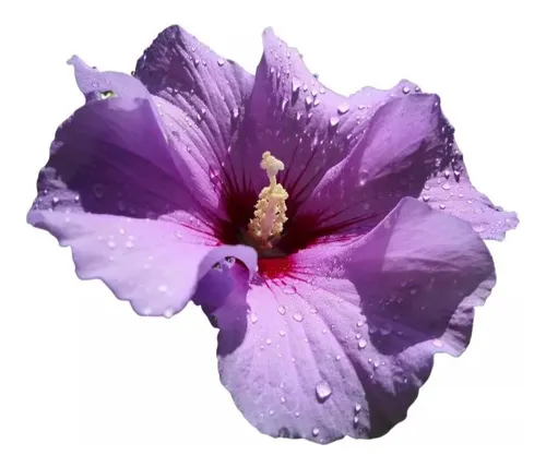 HIBISCUS MUTABILIS DOBRADO