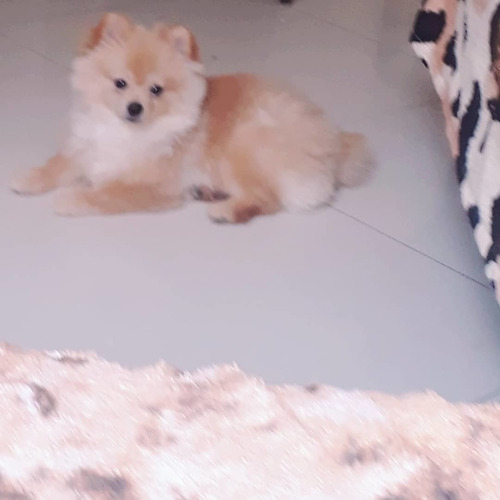 Machos De Spitz Alemão Anão