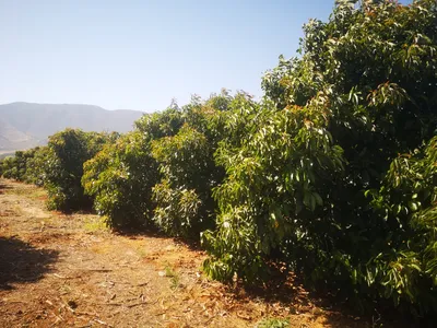 Agrícola en venta