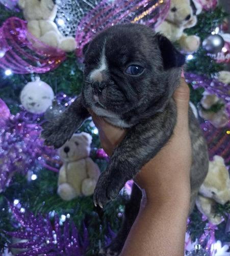 Imagen 2 de 3 de En Venta Hermosos Cachorritos Bulldog Francés
