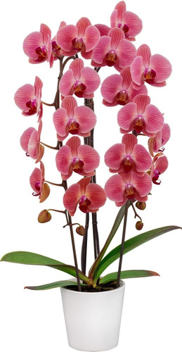 Multiplicador De Orquídeas Pasta Keiki