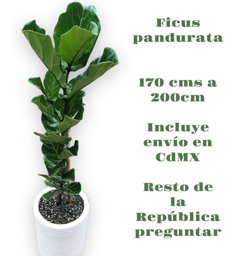 Ficus Pandurata O Lyrata De 1.70 Mts De Altura