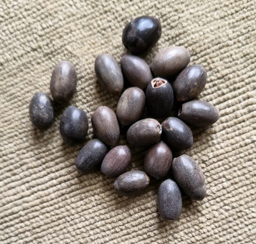 Semillas Flor De Loto Púrpura Alta Germinación 10 Uds.