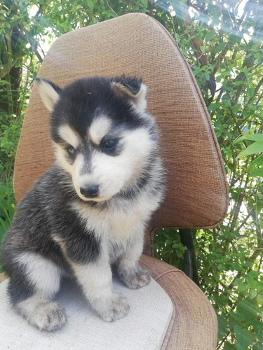 Imagen 5 de 5 de Cachorros Husky Siberiano Rionegro Bogota