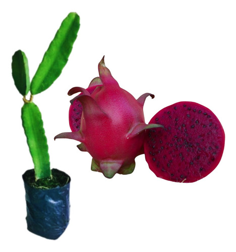 Muda De Pitaya Vermelha Enraizada Orgânica Para Vaso