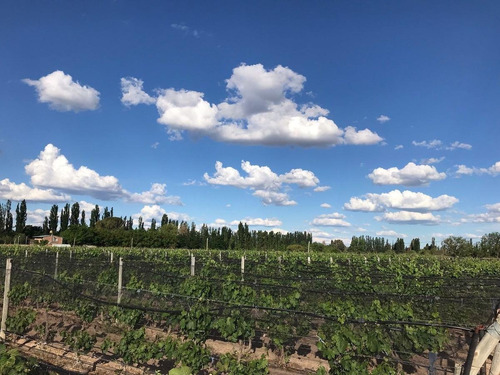 Finca Productiva Colonia Helena San Rafael Mendoza