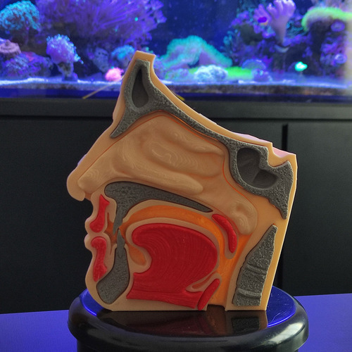 Anatomia Do Nariz Estudos Otorrino Garganta Concha Impress3d