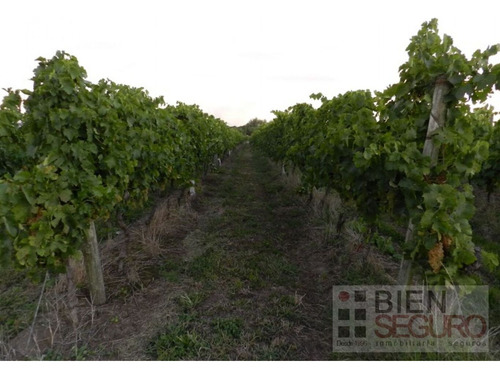 Chacra De 11 Hás, Con Bodega Y Viñedos, En Venta Próximo A Toledo
